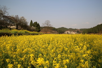 春天花海素材