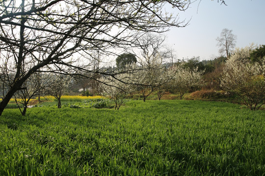 李花草地