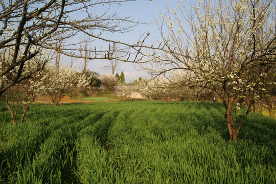 李子树