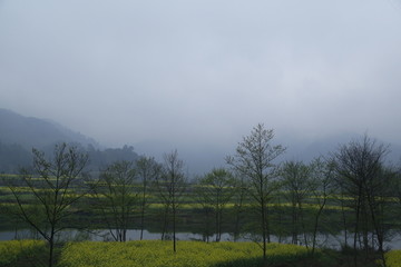 龙江河油菜