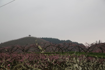 桃山