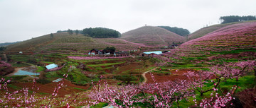 桃园全景