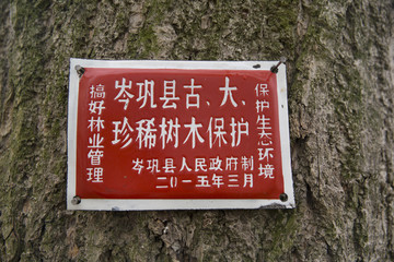 古树牌