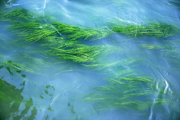 水草