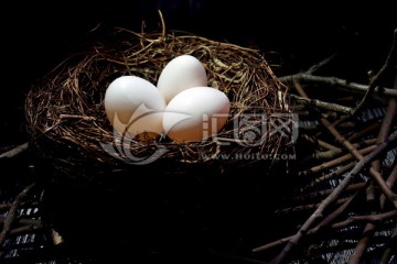 鸟蛋  阳光照到鸟巢里的鸟蛋