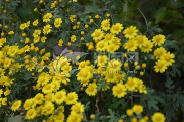 花 野花 花卉 菊花 野菊花