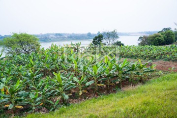 芭蕉香蕉种植基地