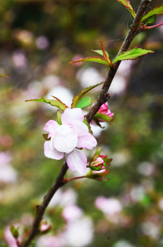 一支桃花