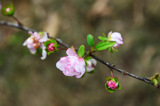 桃花花蕾