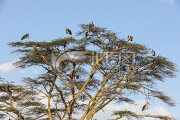 塞伦盖蒂国家公园 树上的鸟