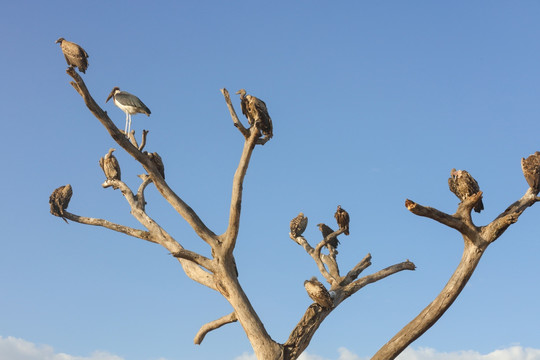 塞伦盖蒂国家公园 树上的鸟