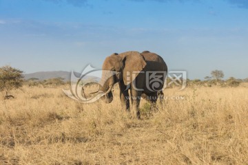 塞伦盖蒂国家公园 非洲象 大象