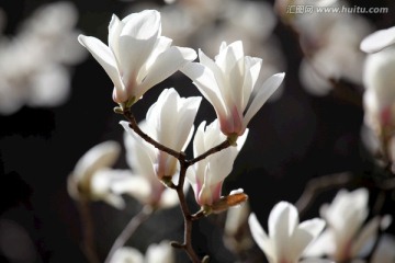 玉兰花 白玉兰 花朵