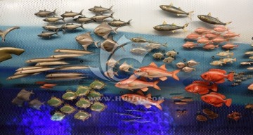 海洋鱼类 科普展示