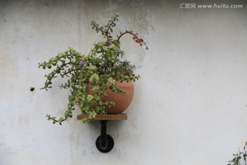 多肉植物