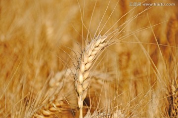 小麦成熟时