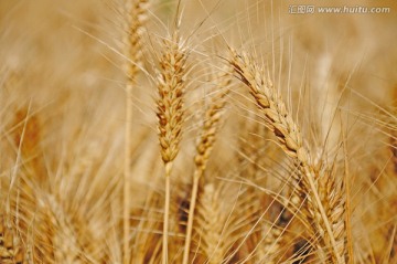 小麦成熟时