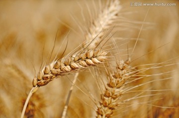 麦田里成熟的麦穗