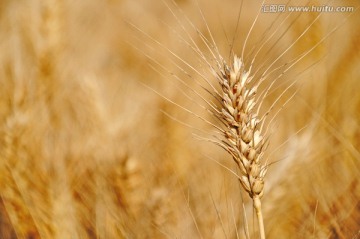 一穗小麦