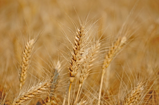 成熟的大田里的小麦