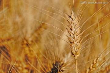大田里成熟的小麦