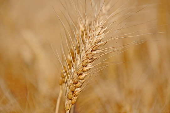 大田里的小麦