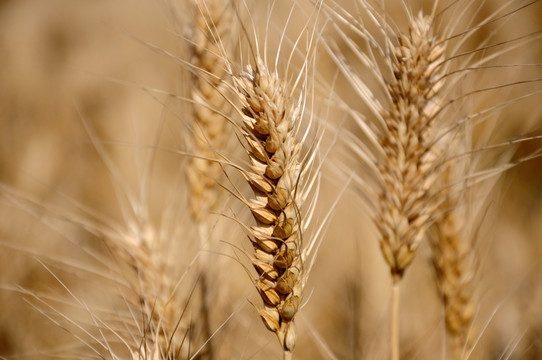 农田里成熟的小麦