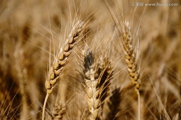 农田里待收获的小麦