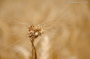 农田里待收获的小麦