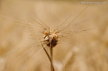 一穗独秀