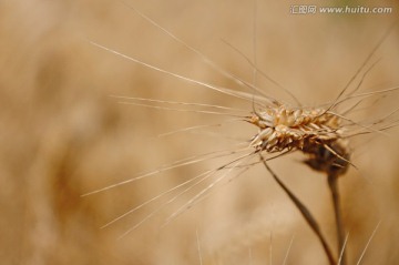 侧拍麦穗的麦芒