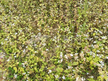 野花野草