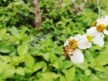 蜜蜂采花粉