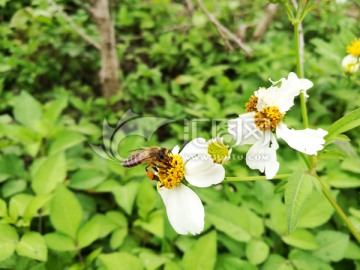 小蜜蜂采花粉