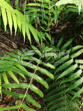 大自然绿色植物