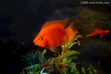 热带鱼红鹦鹉鱼