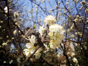 梅花 日本梅花