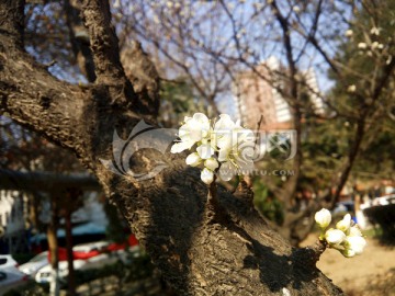 梅花 粉红色 梅花盛开