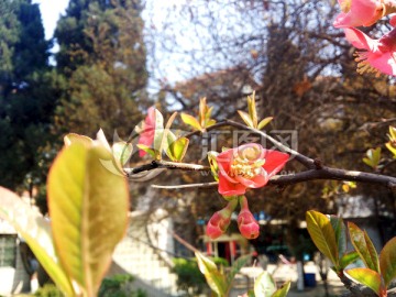 海棠花 红海棠花