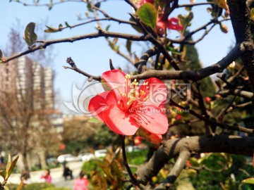 红海棠花 海棠花特写