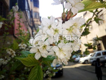 樱桃花 花瓣 绽放