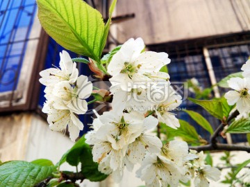 樱桃花特写 小白花