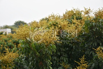 龙眼花