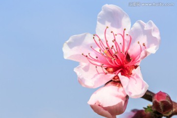 盛开的 桃花