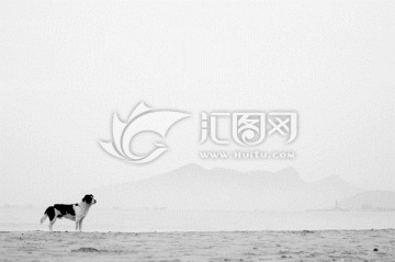 威海乳山银沙滩上的狗