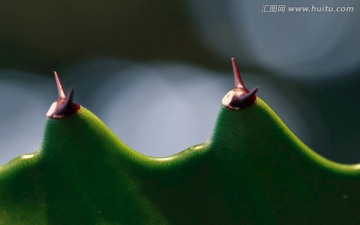 仙人掌 蜗牛