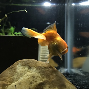 橘色金鱼 