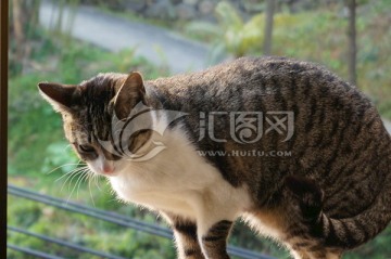 猫