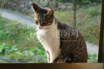 猫