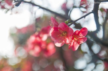 贴梗海棠